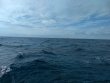 Monday January 11th 2021 Tropical Explorer: Drift Molasses reef report photo 1