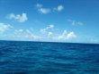 Sunday August 21st 2022 Tropical Explorer: Drift Molasses reef report photo 1