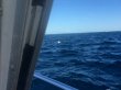 Wednesday August 2nd 2017 Tropical Explorer: Drift Molasses reef report photo 1