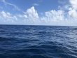 Saturday August 4th 2018 Tropical Explorer: Benwood Wreck reef report photo 1