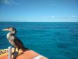 Wednesday January 9th 2019 Tropical Explorer: Drift Molasses reef report photo 1