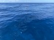 Sunday August 16th 2020 Tropical Explorer: Molasses Deep reef report photo 1