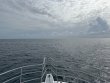 Thursday August 17th 2023 Tropical Legend: Drift French reef report photo 1