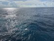 Sunday September 24th 2023 Tropical Legend: USCGC Duane reef report photo 1