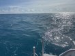 Saturday September 28th 2024 Tropical Legend: Spiegel Grove reef report photo 1