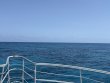 Friday May 16th 2025 Tropical Legend: City of Washington reef report photo 1