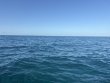 Wednesday October 1st 2025 Tropical Legend: Elbow Reef reef report photo 1