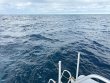 Sunday October 12th 2025 Tropical Legend: Benwood Wreck reef report photo 1