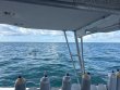 Sunday November 9th 2025 Tropical Legend: Benwood Wreck reef report photo 1