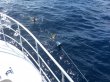 Wednesday April 20th 2016 Tropical Legend: USCGC Bibb reef report photo 1