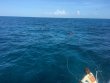 Friday August 5th 2016 Tropical Legend: Snapper Ledge reef report photo 1
