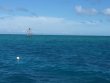 Thursday November 9th 2017 Tropical Legend: Molasses Reef reef report photo 1