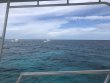 Sunday August 12th 2018 Tropical Legend: North Star reef report photo 1