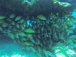 Sunday September 23rd 2018 Tropical Legend: Permit Ledges reef report photo 1
