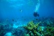 Thursday April 4th 2019 Tropical Legend: Permit Ledges reef report photo 2