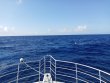 Friday April 30th 2021 Tropical Odyssey: USCGC Duane reef report photo 1