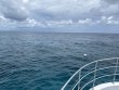 Saturday August 19th 2023 Tropical Odyssey: French Twist reef report photo 1