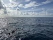 Thursday August 24th 2023 Tropical Odyssey: Spiegel Grove reef report photo 1