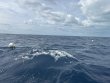 Monday October 28th 2024 Tropical Odyssey: Spiegel Grove reef report photo 1