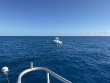 Friday November 15th 2024 Tropical Odyssey: Spiegel Grove reef report photo 1