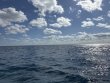 Tuesday November 26th 2024 Tropical Odyssey: Spiegel Grove reef report photo 1