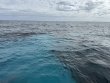 Monday January 27th 2025 Tropical Odyssey: Conch Ledge reef report photo 1