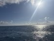 Tuesday February 4th 2025 Tropical Odyssey: Spiegel Grove reef report photo 1