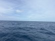 Sunday March 23rd 2025 Tropical Odyssey: Spiegel Grove reef report photo 1