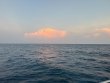 Saturday July 5th 2025 Tropical Odyssey: Molasses Reef reef report photo 1