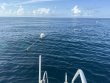 Thursday July 31st 2025 Tropical Odyssey: Spiegel Grove reef report photo 1