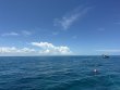 Sunday August 3rd 2025 Tropical Odyssey: City of Washington reef report photo 1