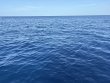Tuesday August 26th 2025 Tropical Odyssey: Spiegel Grove reef report photo 1