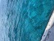 Wednesday August 27th 2025 Tropical Odyssey: Snapper Ledge reef report photo 1