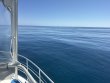 Wednesday October 1st 2025 Tropical Odyssey: Drift Conch Wall reef report photo 1