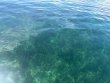 Monday October 6th 2025 Tropical Odyssey: Christ Statue reef report photo 1