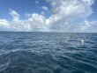 Tuesday October 7th 2025 Tropical Odyssey: Benwood Wreck reef report photo 1