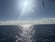 Monday October 13th 2025 Tropical Odyssey: Spiegel Grove reef report photo 1