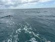 Tuesday October 14th 2025 Tropical Odyssey: Snapper Ledge reef report photo 1