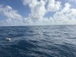 Monday October 27th 2025 Tropical Odyssey: Spiegel Grove reef report photo 1