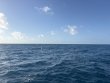 Sunday March 8th 2026 Tropical Odyssey: Spiegel Grove reef report photo 1
