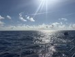Saturday April 18th 2026 Tropical Odyssey: Spiegel Grove reef report photo 1