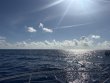 Saturday April 18th 2026 Tropical Odyssey: Spiegel Grove reef report photo 1