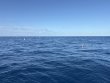 Saturday April 25th 2026 Tropical Odyssey: Spiegel Grove reef report photo 1