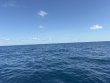 Sunday April 26th 2026 Tropical Odyssey: Spiegel Grove reef report photo 1