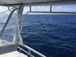 Tuesday October 4th 2016 Tropical Odyssey: Spiegel Grove reef report photo 1