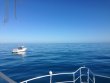Wednesday January 25th 2017 Tropical Odyssey: Spiegel Grove reef report photo 1