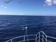 Monday August 14th 2017 Tropical Odyssey: USCGC Duane reef report photo 1