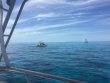 Thursday April 19th 2018 Tropical Odyssey: Eagle Ray Alley reef report photo 1