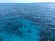 Wednesday August 6th 2014 Tropical Odyssey: Fire Coral Cave reef report photo 1