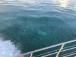 Saturday June 23rd 2018 Tropical Odyssey: Benwood Wreck reef report photo 1